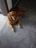 力狼 狗狗火腿肠 宠物狗零食 幼犬成犬训练奖励香肠 牛肉味20支 | 300g 实拍图