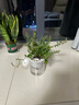开时果 绿植盆栽桌面水培绿植 办公室植物懒人盆景水养植物源头直发包邮 【4盆自选】组合花卉绿植 实拍图