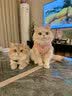 凯锐思英短猫粮专用蓝猫幼猫成猫深海鱼鱼肉猫食天然粮 【升级款|鲜肉双拼】英短4斤 实拍图