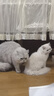 皇家室内成猫粮 I27 通用粮 12月以上 10KG 实拍图