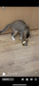 贵为（GiGwi）炫律发声猫玩具小猫幼猫自嗨解闷逗磨牙耐咬猫咪玩具逗猫棒红鹦鹉 实拍图