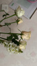 玫瑰10枝装云南鲜花直发家用520母亲节鲜花礼物 白玫瑰10枝 实拍图