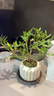 八芽小叶栀子花盆栽开花植物室内桌面茶几好养花卉绿植办公室净化空气 小叶栀子花-陶瓷竖纹盆-紫砂托 带盆栽好 实拍图