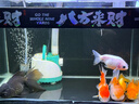 创星鱼缸加热棒电加热器自动恒温水族箱小型乌龟缸加温棒HCH 【自动恒温】适50L缸内蓝头HCH-100W 实拍图