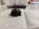 九阳（Joyoung）电烤箱家用多功能专业30L大容量烘焙电烤箱精准定时控温专业烘焙易操作KX32-V2171 实拍图