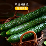 鲜窝窝 干黄瓜条250g 脱水黄瓜干货黄瓜丝干菜 凉拌菜脱水蔬菜腌黄瓜 实拍图