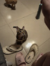 USPET费洛蒙猫咪外出防应激情绪舒缓剂安抚情绪猫面部信息素飞诺萌喷雾 实拍图