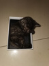 派得猫粮 幼猫成猫 英短蓝猫布偶流浪猫美短全价全阶段通用猫咪主粮 经典鱼肉味丨10kg20斤丨送猫粮 实拍图