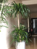 植男植女龙血树千年木大型客厅落地室内绿植办公室龙须树盆栽好养源头直发 实拍图