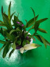 劉閣蘭花七彩香水石斛兰花冬带花苞好养绿植浓香型石斛花卉盆栽绿植驱蚊 10苗连体七彩石斛当年开花配水培盆 实拍图
