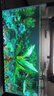 【京东物流】水草套餐 好养耐活真水草植物绿菊大叶绿九冠鱼缸 红绿搭配八杯水草（吸底杯）超值推荐 实拍图
