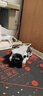 大疆【国家补贴】DJI Mini 4 Pro 单机（带屏遥控器版）全能迷你航拍机 入门级无人机高清专业航拍相机 实拍图