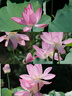 腾龙（Tamron）B061X 18-300mm F/3.5-6.3 Di III-A VC VXD防抖远摄大变焦微单镜头旅游（富士X口） 实拍图
