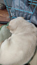 麦富迪（Myfoodie）全价猫粮三文鱼鱼油系列 成猫幼猫粮国产 英短布偶流浪猫美短缅因 三文鱼鱼油配方 丨成猫10kg 实拍图