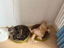 疯狂的主人猫抓板窝超大号猫玩具猫爪板猫抓盆不掉屑猫窝碗形圆形瓦楞纸 实拍图