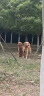耐吉斯冻干生骨肉狗粮12kg酶解鲜肉成犬幼犬全阶段犬粮鸭肉梨 实拍图