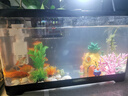 森森 小鲤鱼缸过滤器净水循环三合一内置水族箱过滤系统XQP-500F 6W 实拍图