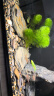 疯狂石头 鱼缸活性硝化细菌 鱼池净化水质分解鱼便【硝化细菌600ML装】 实拍图