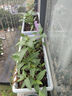 美乐棵蔬果种菜营养土园艺种植土花土肥料蔬菜水果种菜土40L 实拍图
