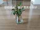 【八方来财】发财树鸭脚木盆栽四季常青桌面防辐射花卉盆景 八方来财【水培2颗】 送肥料 实拍图