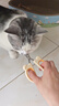 HELLOJOY猫咪指甲剪专用小盲剪狗狗指甲钳小猫指甲钳圆孔新手防抓防咬 实拍图