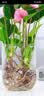 行湘水培植物粉掌盆栽植物红掌内面好养鲜花水养绿植花卉 源头直发 实拍图