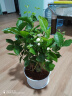 【雅之典】重瓣茉莉花盆栽室内观花植物四季好养带花苞开花不断绿植 茉莉花10-12颗【大号敞口盆】 好养活 实拍图
