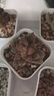 多肉植物自选套餐系列组合搭配花卉盆栽绿植精品多肉新手入门 姬胧月2-3厘米 送盆土 实拍图