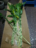 富贵竹水培植物盆栽绿植花卉室内花客厅招财水养转运竹节节高 粗竹80厘米左右高度10颗 不带花瓶 实拍图