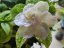 Miss Lilly 蜜斯莉水蜜桃慕斯沐浴露泡泡氨基酸奶油泡沫留香沐浴液乳 实拍图