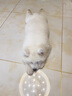凯锐思 萨摩耶狗粮幼犬成犬全阶段专用萨摩犬粮专用粮2kg 【经典款20斤】2kg*5 2kg/袋 成幼犬 萨摩耶专用 实拍图