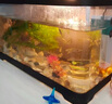 阔庭（KUOTING）鱼缸水族箱生态桌面鱼缸新款懒人鱼缸过滤制氧一体机黑色【大号】 实拍图