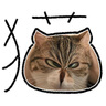 Orijen渴望猫粮 成猫幼猫干粮 全价通用无谷原味鸡肉进口5.4kg效期25/12 实拍图