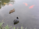 G.DUCK KIDS小黄鸭春秋款0-1岁宝宝软底学步鞋小童透气网面鞋3-6-10个月婴幼 桔色 18 码 内长13.0cm 实拍图