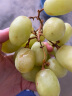 京鲜生 进口Autumn Crisp秋天脆无籽青提 葡萄提子 450g尝鲜装 生鲜水果 实拍图