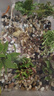 【京东物流】水草套餐 好养耐活真水草植物绿菊大叶绿九冠鱼缸 红绿搭配八杯水草（吸底杯）超值推荐 实拍图