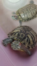 威毕龟粮乌龟饲料龟龟粮龟饲料巴西龟猪鼻龟草龟黄头龟甲鱼陆龟半水龟 大粒龟粮450ml+三合一粮食450ml 实拍图