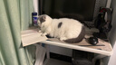 卫仕 化毛球片约240片*2 定制款 植物纤维草本猫草片 成猫温和化毛 实拍图
