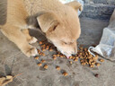 疯狂小狗中大型犬狗粮成幼犬40斤装宠物柯基边牧金毛拉布拉多鸡肉燕麦20kg 实拍图