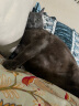 海乐妙猫咪体内驱虫药2-8kg（三片装）成猫打虫药防治寄生虫猫用 实拍图