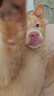 麦富迪狗粮 藻趣儿狗粮成犬粮牛肉螺旋藻 均衡营养2.5kg 实拍图