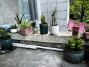 佰花锦办公桌面绿植盆栽发财树室内客厅奶油风网红盆景精致美观四季好养 单杆发财树+PVC白泡泡盆 整体高度约15-25cm 实拍图