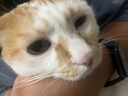 HELLOJOY猫咪指甲剪专用小盲剪狗狗指甲钳小猫指甲钳圆孔新手防抓防咬 实拍图