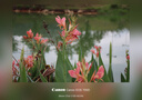 佳能/Canon 600D 700D 750D 760D 800D 二手单反相机新手入门旅游高清相机 700D+18-55  IS II 【套机】 99新 实拍图