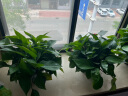 双盟绿萝盆栽除甲醛花卉绿植办公室新房净化空气180加仑4盆装源头直发 实拍图