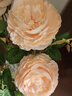 花艺赫家饰牡丹仿真花绢花室内假花干花玫瑰花花束餐桌花摆设客厅装饰花摆件 粉色西洋玫瑰【5支】 实拍图