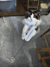 HELLOJOY猫玩具逗猫棒猫咪自嗨解闷神器懒人自动羽毛带吸盘铃铛猫咪用品 实拍图