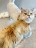 多可特狗窝凉席夏季狗窝猫垫子猫窝狗垫子藤编猫咪窝地垫宠物床宠物冰垫 凉席款,70*50CM 实拍图