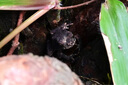 腾龙（Tamron）官方旗舰店90mm F/2.8全画幅微距定焦镜头 E卡口/Z卡口 人像微单镜头全画幅拍昆虫花草珠宝 牙医 尼康Z卡口 官方标配【送腾龙UV滤镜+64G卡+清洁套装】 实拍图