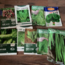 寿禾小茴香种子苗多茬农家春季种植四季蔬菜籽 潍丰潍常小茴香种子25g 实拍图